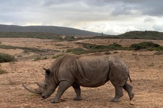 2 Day Safari Experience from Cape Town - Day 2 start: early drive energy and why breakfast timing helps
