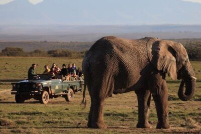 2 Day Safari Experience from Cape Town - Big Five drives with a ranger: what to expect and how to maximize sightings