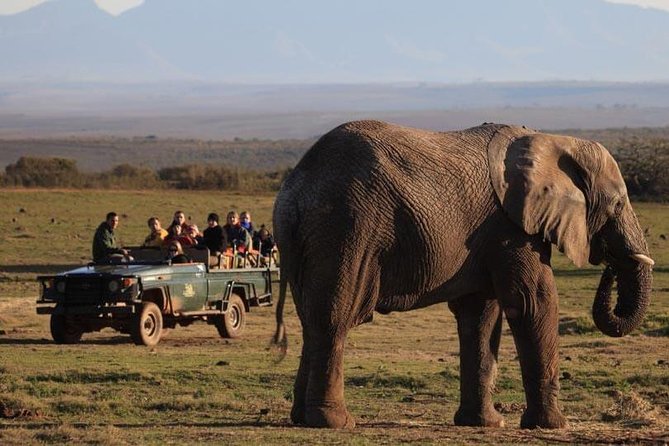 2 Day Safari Experience from Cape Town - Big Five drives with a ranger: what to expect and how to maximize sightings
