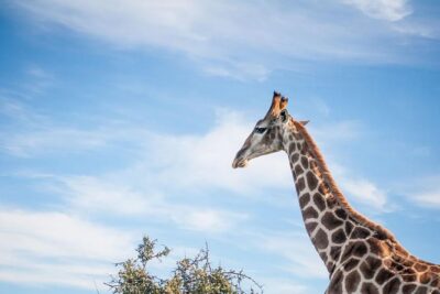 2 Day South African Wildlife Tour with 4x4 Safari from Cape Town - Buffelsdrift bush drive: getting close to Klein Karoo nature
