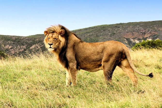 2 Day South African Wildlife Tour with 4x4 Safari from Cape Town - Route 62 return to Cape Town: a long wine route drive that eats the clock