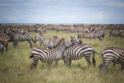 3-Day Classic Serengeti Safari - Budget Camping and Included Meals: Comfort Without the Price Shock