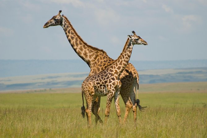 3 Days Masai Mara Group Joining - Key things that make this Maasai Mara tour worth your time
