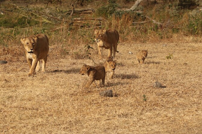 3 Days Serengeti & Ngorongoro Group Camping Safari - Price and Logistics: What $815 Really Covers