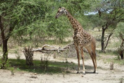 3 Days Serengeti & Ngorongoro Group Camping Safari - Day 2: The Ngorongoro Crater Rim Night and the Long Wildlife Road