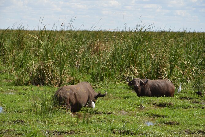3 Days Serengeti & Ngorongoro Group Camping Safari - Wildlife Odds: What You’re Actually Likely to See