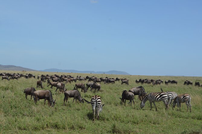 3 Days Serengeti & Ngorongoro Group Camping Safari - Guides and Service: The Human Factor That Makes or Breaks Safari Days