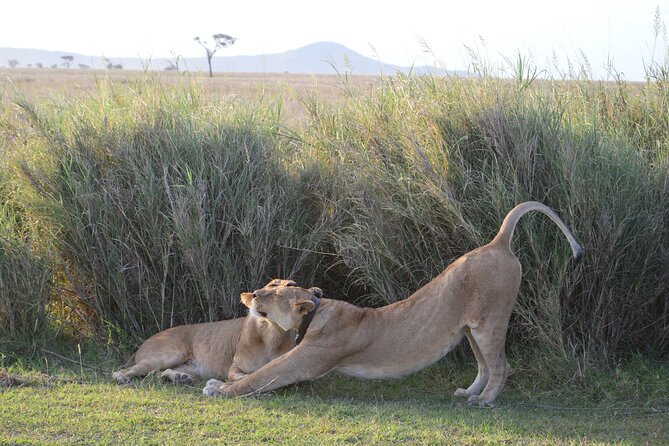3 Days Serengeti & Ngorongoro Group Camping Safari - Food and Comfort at Camp: Classic Camping, Not Toughing It Out