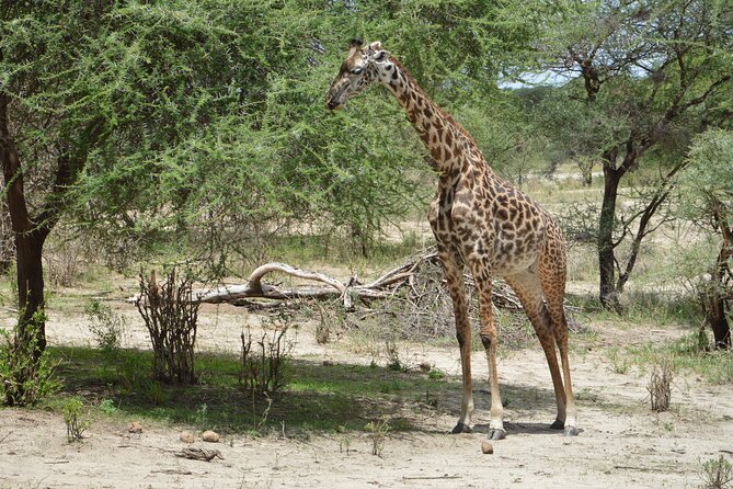 3 Days Serengeti & Ngorongoro Group Camping Safari - Day 2: The Ngorongoro Crater Rim Night and the Long Wildlife Road