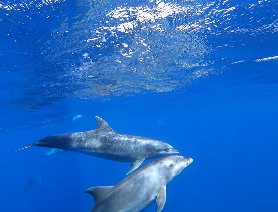 3-hour Catamaran Adventure on the waters of Sal Island - The one swim or snorkel stop: short, calm-water, and condition-based