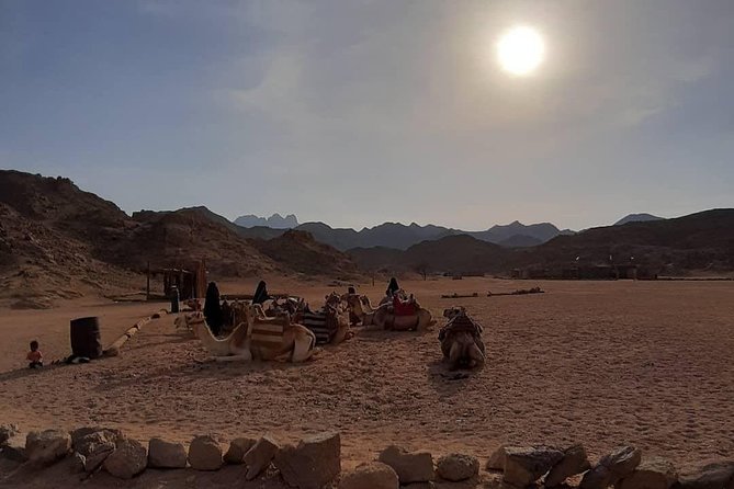 3 Hours Safari by Quad Bike - Hurghada - Bedouin village tea stop: quick culture, good break from the bumps