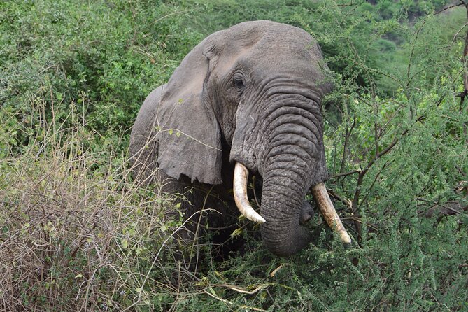 4 Days Group Camping Safari - Day 1 in Tarangire: Elephants, Baobabs, and an Afternoon Drive