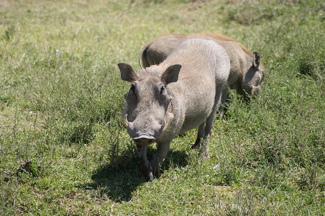 4 Days Group Camping Safari - Day 3: Early Serengeti Viewing Then Onward Toward Ngorongoro
