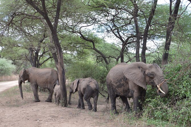 4 Days Group Camping Safari - Day 4 Ngorongoro Crater: The Descent and the Animal Concentration