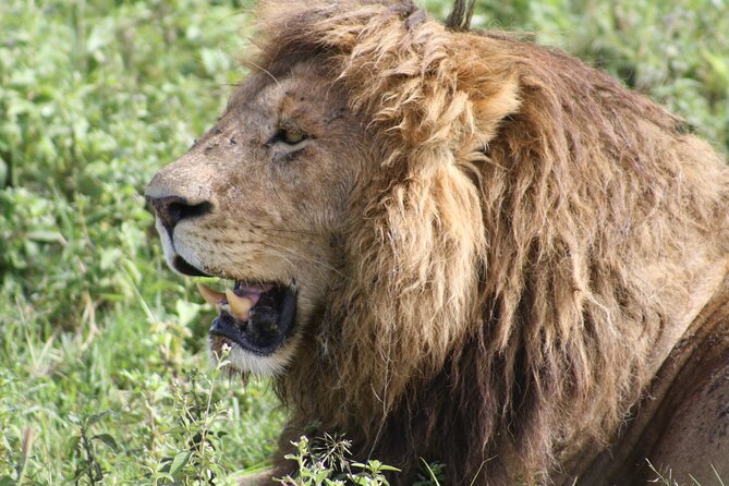 4 Days Group Camping Safari - Price and Logistics: What You’re Really Paying for at $900