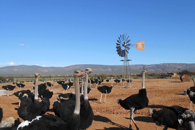 5 Day Garden Route and Addo Safari - Best of South Africa Small Group Tour - Road-trip value: what you really get for about $575