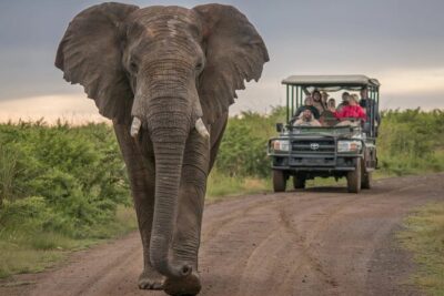 5 Day Garden Route and Addo Safari - Best of South Africa Small Group Tour - Day 1 in the Southern Cape: Route 62 wine, then Oudtshoorn’s ostrich country