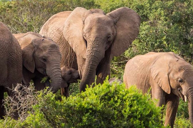5 Day Garden Route and Addo Safari - Best of South Africa Small Group Tour - The guides make the difference: what “small group” feels like on this route