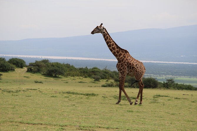 5-Day Highlights mid-Range Crater, Serengeti, Tarangire - Serengeti National Park: herds move, so your morning game drive counts