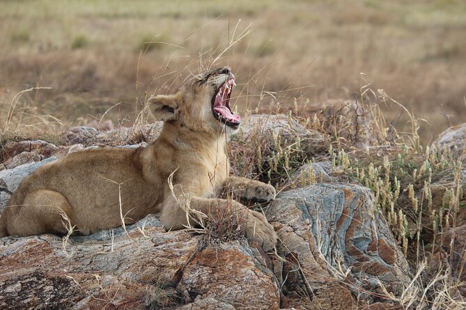 5-Day Highlights mid-Range Crater, Serengeti, Tarangire - Lake Manyara: smaller park, serious birding and tree-lion potential