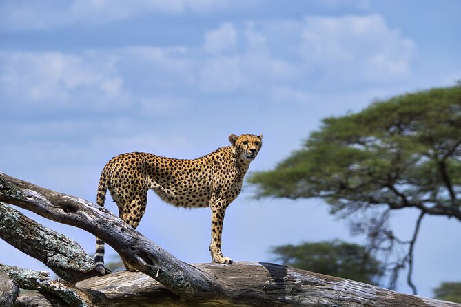 5-Day Highlights mid-Range Crater, Serengeti, Tarangire - Price and value: what you’re really paying for at $2,327