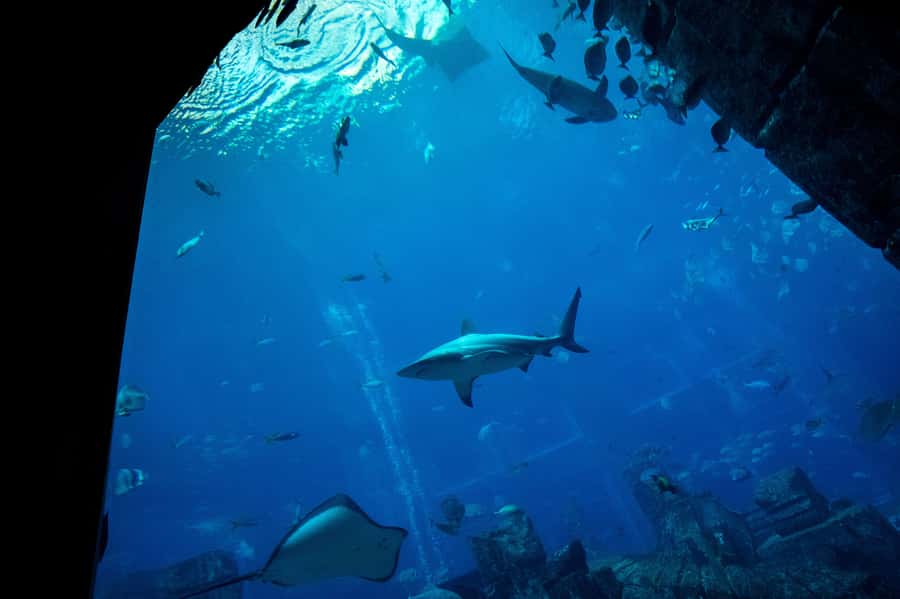 5-Day Pass: Hop-On Hop-Off, Lost World Aquarium, Dubai Frame - Price and value: what $108 actually buys you