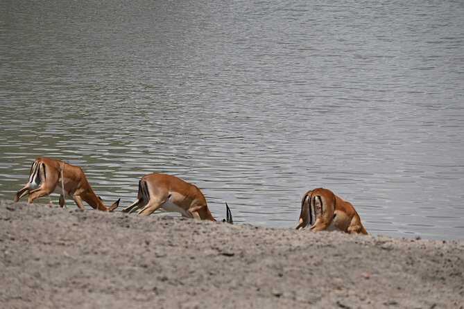 5 Days Group Camping Safari - The Arusha-to-Parks Route, Built for Wildlife Time