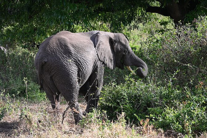 5 Days Group Camping Safari - Serengeti National Park: Seronera River Area and That Open-Plains Feeling