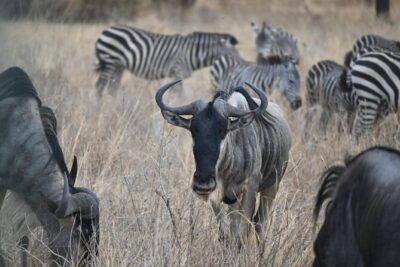 5 Days Group Camping Safari - Lake Manyara: Flamingo Season Reality Check and the Hippo Pond