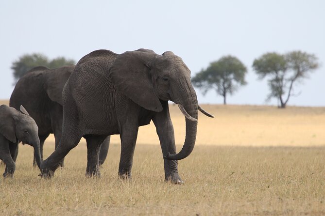 5 Days Group Camping Safari - Early Drive Day: Coffee, Lunch Boxes, and a Full Second Serengeti Shot