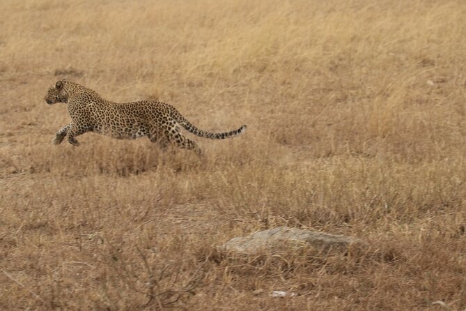 5 Days Group Camping Safari - Ngorongoro Crater Day: The 600-Meter Descent and Predator Odds