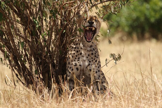 5 Days Group Camping Safari - Price and Value: When $1,100 Really Buys You Time