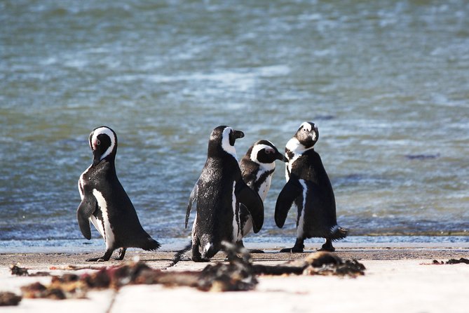 6-Day Garden Route & Addo South African Adventure from Cape Town - Drinks, tastings, and the route’s “local flavor” stops