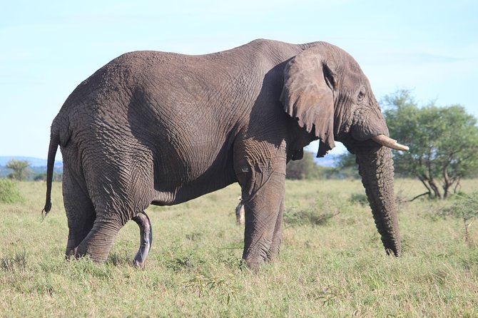 7-Day Premium Luxury Tanzania Safari All-Inclusive - Serengeti National Park: the scale, the migration timing, and your private rhythm