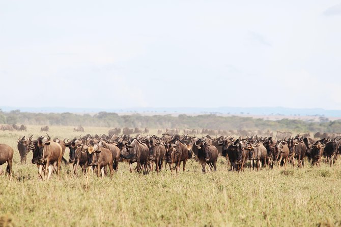 7-Day Premium Luxury Tanzania Safari All-Inclusive - Who this safari fits best (and who should consider something else)