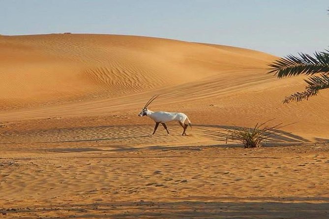 7-hour Small Group 4x4 Desert Safari Tour with Buffet Dinner in Dubai - Arabian Nights-style camp: dinner, belly dance, and the feel of the night