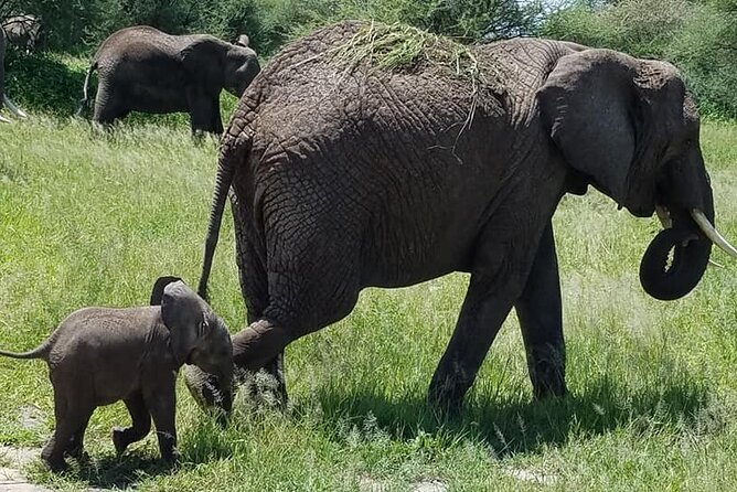8 Days Great Wildebeest Calving Migration Safari from Arusha - Calving Season in the Southern Serengeti: Why This Trip Feels Urgent