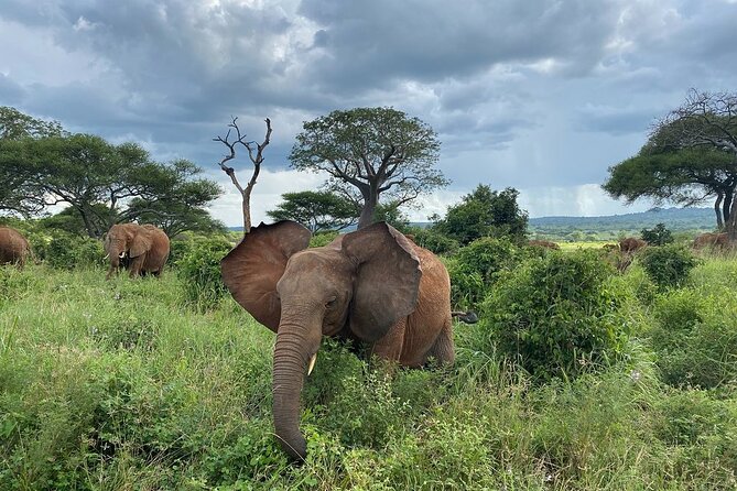 8 Days Great Wildebeest Calving Migration Safari from Arusha - Lake Manyara: Quick Circuit Driving With Lots of Variety