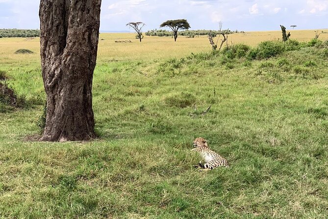 8 Days Great Wildebeest Calving Migration Safari from Arusha - Central Serengeti Full-Day Drives: Following Migration Trails