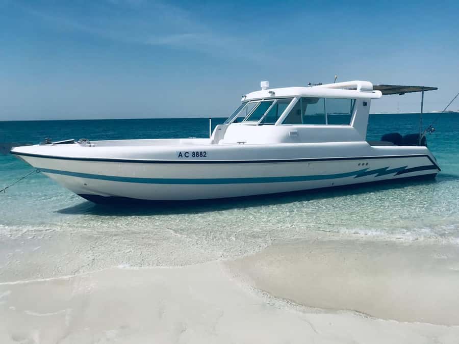 Abu Dhabi: 4-Hour Guided Cruise & Island Hopping - Dolphin Island: The Swim Break Everyone Remembers
