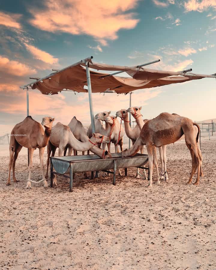 Abu Dhabi: Desert Safari with BBQ, Belly & Tannura Dance - Quad Bike Upgrade: Worth It Only If You Want More Speed