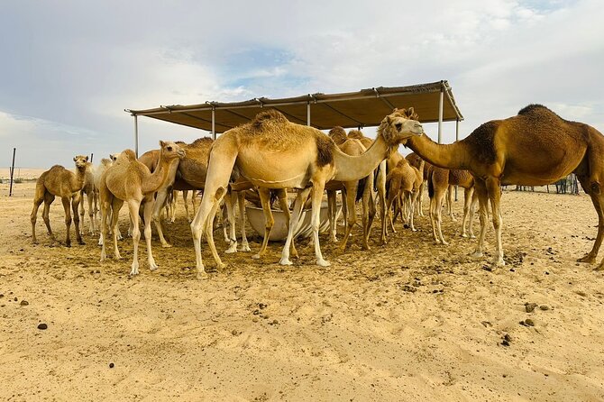 Abu Dhabi Desert Safari With BBQ Dinner & Live Shows - Belly Dance, Fire Show, and BBQ Dinner
