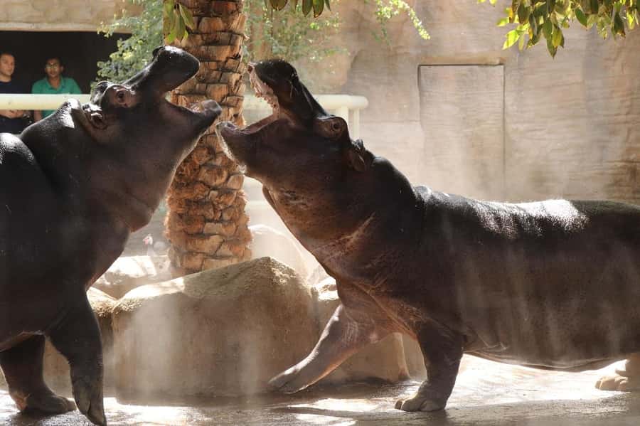 Abu Dhabi: Emirates Park Zoo Entry Ticket - Key highlights you will actually care about
