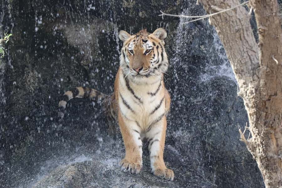 Abu Dhabi: Emirates Park Zoo Entry Ticket - Extra activities with height and age limits