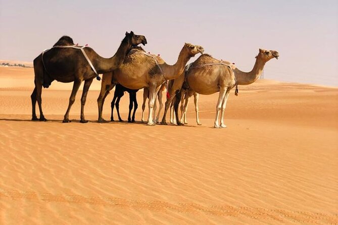 Abu Dhabi: Evening Desert Safari with Camel Ride, BBQ & Live Show - Price and logistics: why $72 can work (and when it might not)