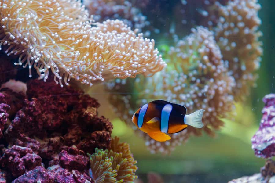 Abu Dhabi: National Aquarium Entrance Ticket - Sharks and Rays: The Exhibits That Actually Change Your Mind