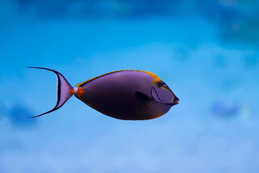 Abu Dhabi: National Aquarium Entrance Ticket - The Glass Tunnel Moment: Better Than a Quick Peek