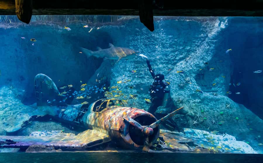 Abu Dhabi: National Aquarium Entrance Ticket - Beyond Fish: Birds, Puffins, and Other Animal Types
