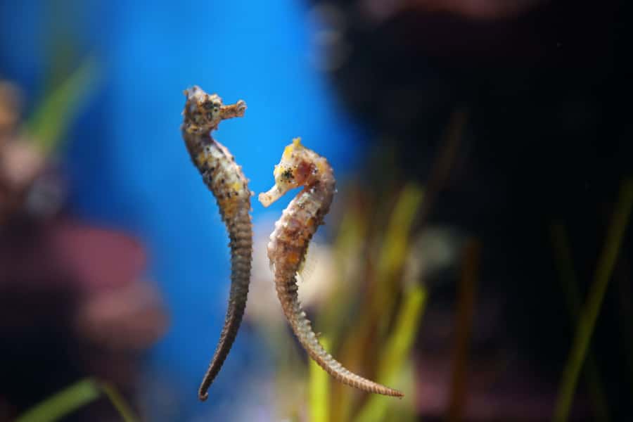 Abu Dhabi: National Aquarium Entrance Ticket - Family-Friendly Setup and Comfort Tips for a Smooth Day