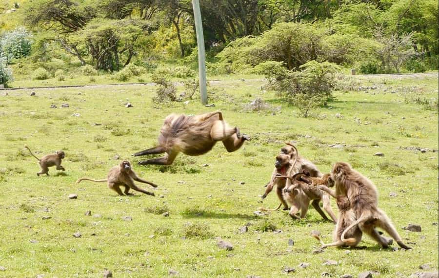 Addis Ababa: Debre Libanos, Blue Nile Gorge, and Cave Tour - Entoto on the way back: wrap-up views and photo finish